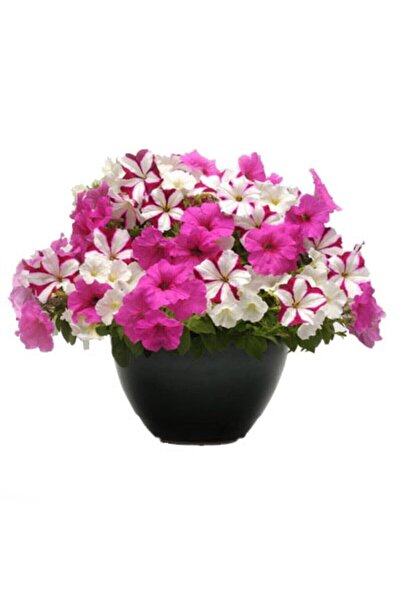 Tohumcumm Akşam Sefası Çiçeği Tohumu Çiçek Tohumu 10 Adet Tohum