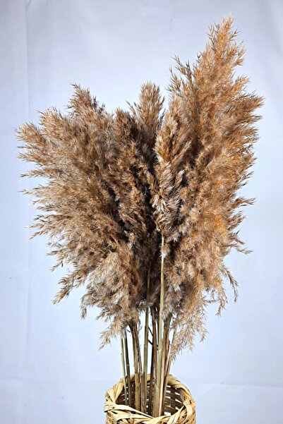 cayon Naturel Şoklanmış Pampas 7 Adet