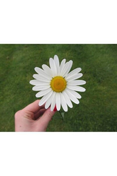 Tohumcumm Dev Papatya Çiçeği Tohumu Dev Papatya Tohumu 20 Adet Tohum