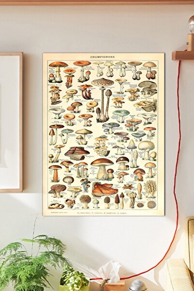 Buka Shops Botanical Mantar Duvar Posteri Büyük Boy 45x30 Cm