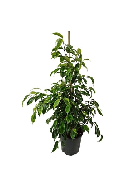 Bitki Fidanım Dolgun Ve 1. Kalite Ficus Benjamin 110-130 cm