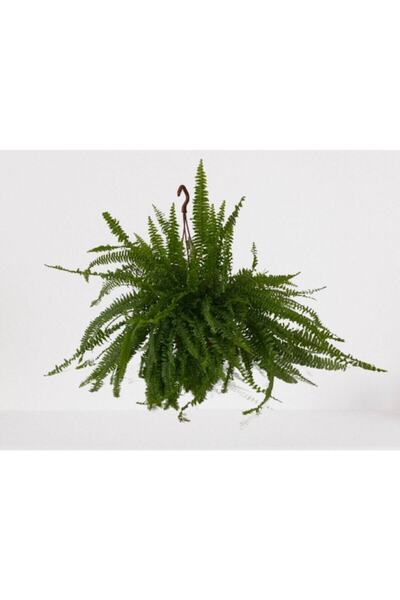 Bitki Fidanım Aşk Merdiveni Askılı Nephrolepis 30-40 Cm