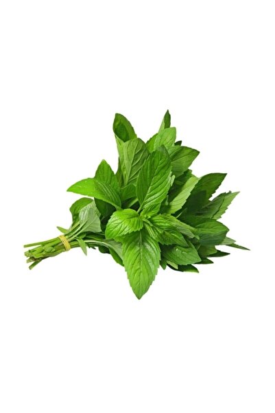 Tohumcumm Nane Tohumu Yediveren Ithalyan Ithal Nane Tohumu 50 Adet Tohum