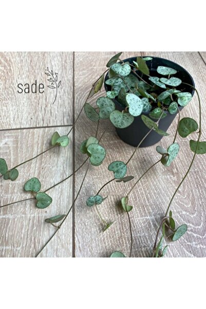 Sade Çiçekçilik Kalp Kalbe Karşı Bitkisi Çiçeği (ceropegia Woodii )