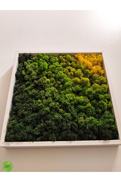 TREND Sunshine Collection - Reindeer Moss Tablo