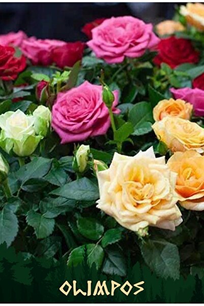 OLİMPOS TARIM 1 Adet Saksıda Sarmaşık Gül Fidanı Isparta Gülü Rosa Rampicanti