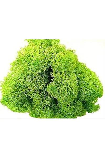 TREND Spring Green Şoklanmış Reindermoss Teraryum Yosunu 50 Gr