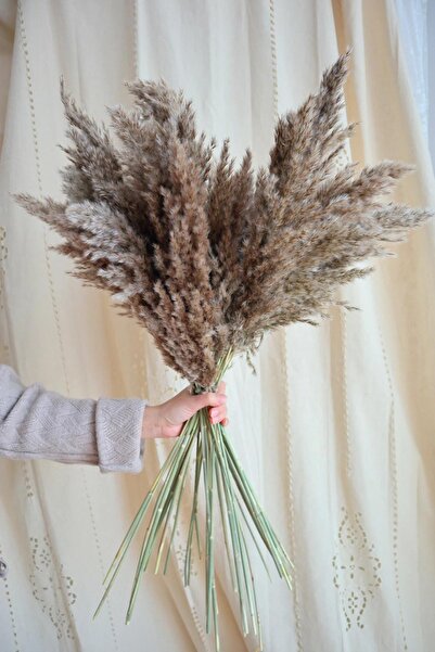 cayon 7 Adet | Dekoratif Pampas | Dekoratif Tüyler | Gerçek Kuru Ot | Bohem Dekor | Düğün Kemeri