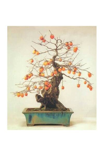 Tohumcumm Bodur Bonsai Trabzon Hurma Ağacı Tohumu 2 Adet Tohum