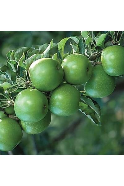 Reyon Bahçe 6 Yaş Aşılı Granyy Smith Elma Fidanı , Saksıda