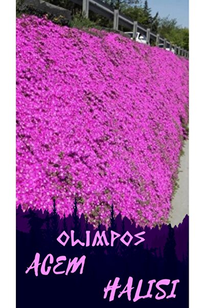 OLİMPOS TARIM Mezem Çiçeği Acem Halısı Çiçeği Fidanı Saksıda