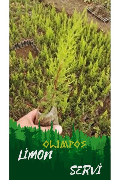 OLİMPOS TARIM 1 Adet Cupressus Macrocarpa Limon Selvi Limon Servi Fidanı 10-15 Cm Tüplü