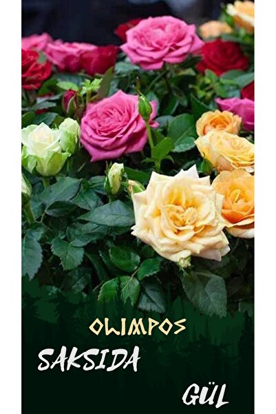 OLİMPOS TARIM 4 Adet Bordo Beyaz Renk Baston Gül Fidanı Saksıda