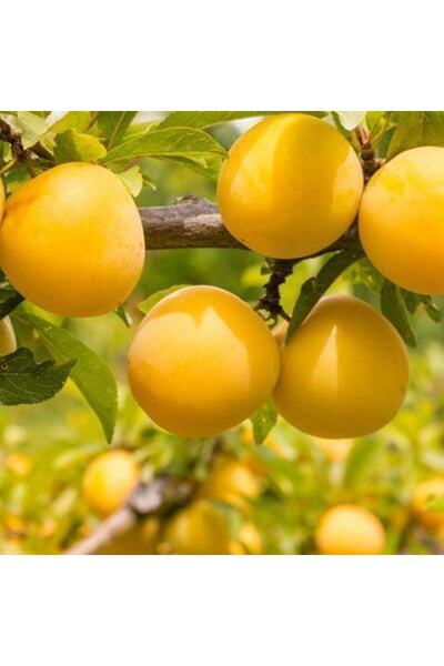 Reyon Bahçe 4 Yaş, Aşılı Duante Erik Fidanı, Torbada