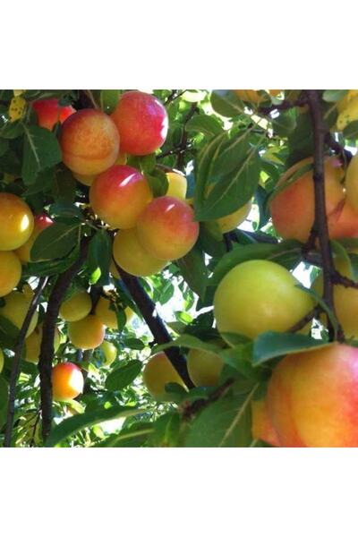 Reyon Bahçe 4 Yaş Aşılı Aynalı Erik Fidanı Torbada