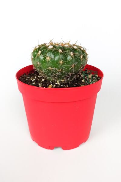 Toptan Kaktüs Natocactus Ubelmanianus Kaktüs Pembe Çiçek Verir Büyük Boy 8.5 ...