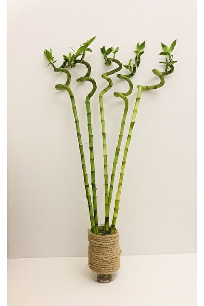 MAS Botanik 5 Adet Şans Bambusu - 70-80 Cm - Lucky Bamboo