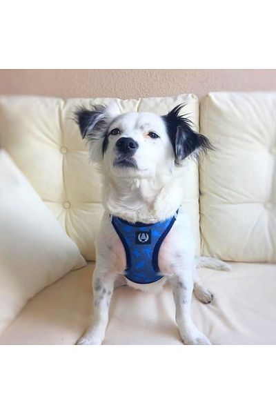 Alphadog Design ديناصور الهواء شبكة القط الكلب طوق الصدر