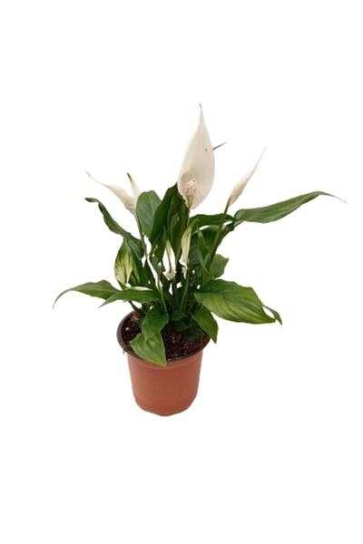 AKDOĞA Ithal Spatifilyum - Barış Yelken Çiçeği - Spat Hava Temizleyen Bitki 3...