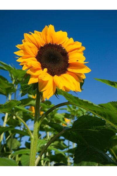 AGRODAL TARIM Ala Çekirdek Uzun Boylu Çerezlik Ayçiçeği Tohumu 50 Ad. Tohum