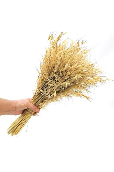 Hidden Botanics Kuru Çiçek Yulaf Otu Demeti 45/50 Cm Natural
