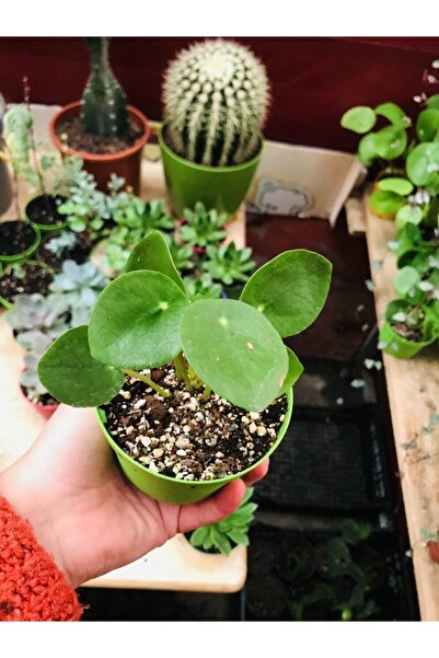 Pilea Plant Hall Plant in 8cm Pot