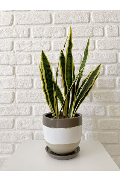 odka 8litre Saksı Tabaklı Yükseklik:17cm Çap:19cm Taş