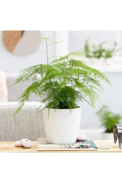 serada decor & plant Asparagus Salon Bitkisi
