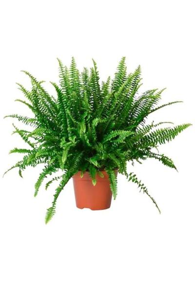 BİTKİ KARAVANI Aşk Merdiveni Fujer Askılı