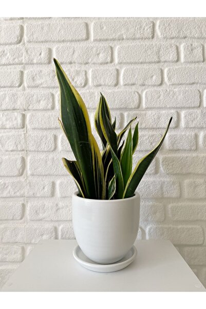 odka 5litre Klasik Saksı Tabaklı 15cmx15cm Etnik Seri Vizon Beyaz Taş Renk