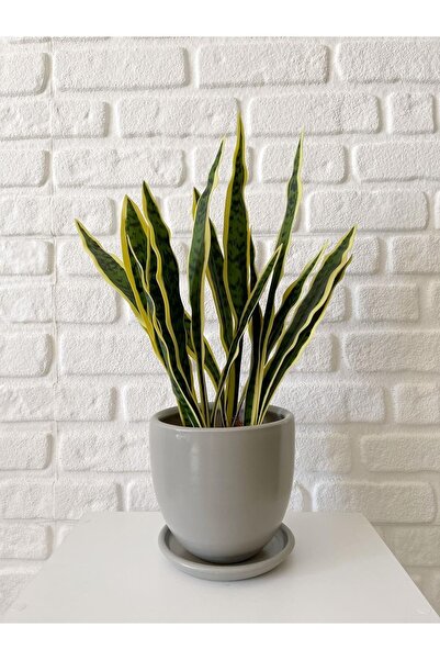 odka 8litre Saksı Tabaklı Yükseklik:17cm Çap:19cm Granit Gri