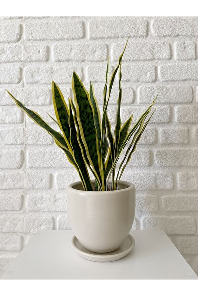 odka 8litre Saksı Tabaklı Yükseklik:17cm Çap:19cm Ekru