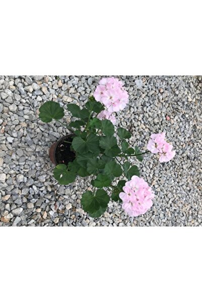 izmur tesbih Saksılı Sardunya Canlı Çiçek