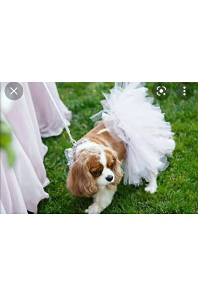 CAN BUTİK تنورة توتو للكلاب من Canbutik