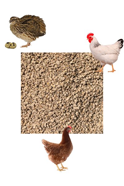 otolasticaret Granür Bıldırcın Yarka Tavuk Yemi 5 Kg