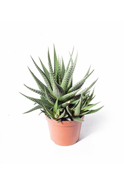 Genel Markalar Haworthia Zebrina (ithal) 8,5cm Ø