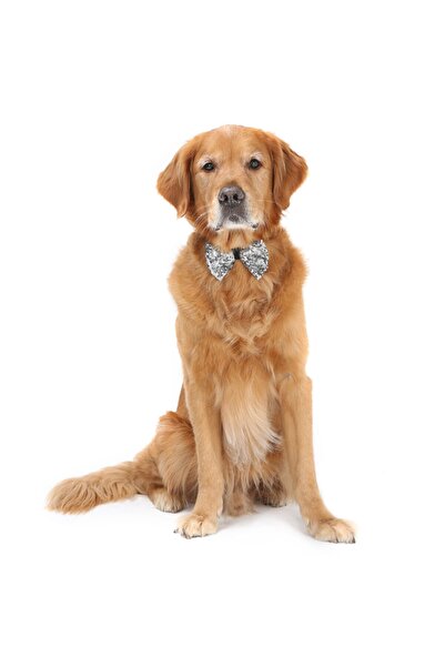 DOGİ&DOG Büyük Irk Füme Pullu Papyon (10kg-40 Kg Arası Için)