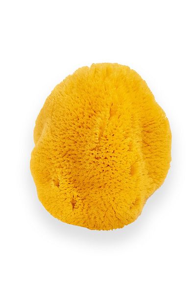 BAZAAR 4 Sea Sponge for Baby - Baby Size