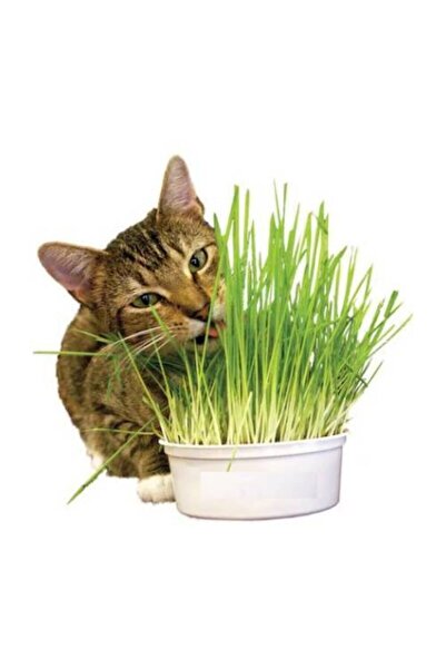 Tohumcumm Kedi Çimi Tohumu 100 Gram Tohum Çim Tohumu Kedi Otu Tohumu