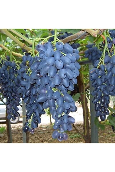 E-fidancim Tüplü Çekirdeksiz Siyah Hatun Parmağı Üzüm(Asma-bağ) Fidanı