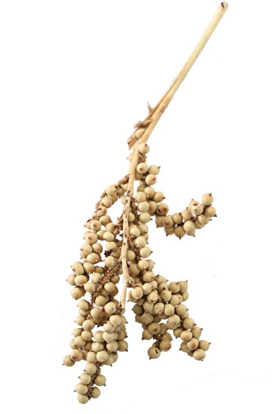 Yapay Çiçek Deposu Тропически плодове лонган Канела плод