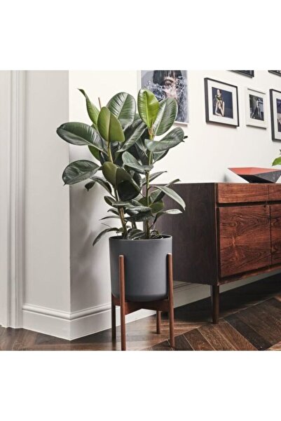 serada decor & plant Kauçuk Çiçeği 2'li 80-100cm