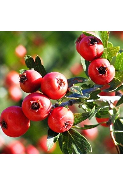 Reyon Bahçe Iri Meyveli Aşılı Kırmızı Alıç Fidanı, Tüplü