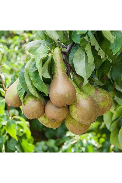 Reyon Bahçe Tüplü, Aşılı, Erkenci Conference Armut Fidanı