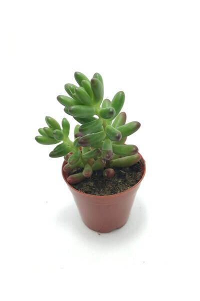 Sukulent Çeşitleri Sedum Rubrotinctum - Jelibon Sukulent
