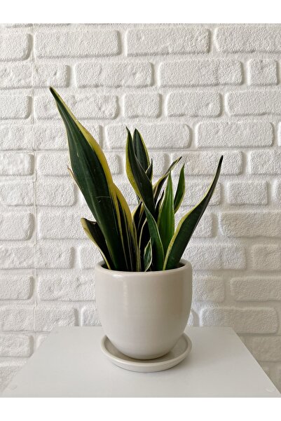 odka 5litre Klasik Saksı Tabaklı 15cmx15cm Ekru Renk