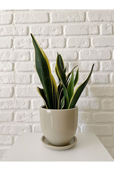 odka 5litre Klasik Saksı Tabaklı 15cmx15cm Mia Seri Taş Mermer Desenli