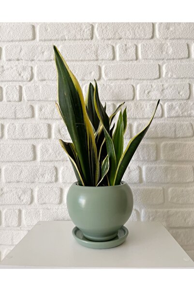 odka 5litre Küre Saksı Tabaklı 14cmx14cm Mint Yeşili