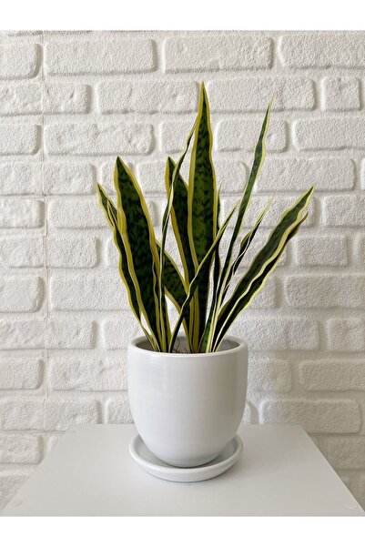 odka 8litre Saksı Tabaklı Yükseklik:17cm Çap:19cm Beyaz