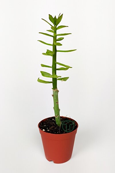 Toptan Kaktüs Pereskiopsis Spathulata Aşı Kök Bitkisi Sarı Çiçek Veren Kaktüs...